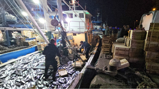 1 kiloluk palamut 40 liraya düştü