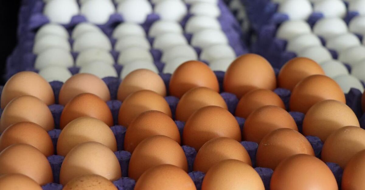 Turkey's egg export value rose 54% in January-September