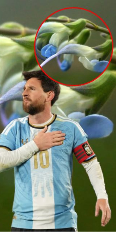 Messi'nin ismi bitkiye verildi!