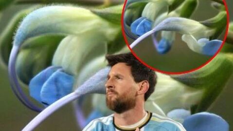 Messi'nin ismi bitkiye verildi!