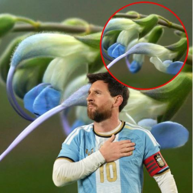 Messi'nin ismi bitkiye verildi!