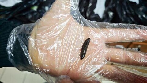 Günün notu | Kayseri'de 25 bin canlı sülük ele geçirildi