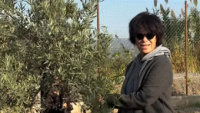 Zeytin hasadına başladı