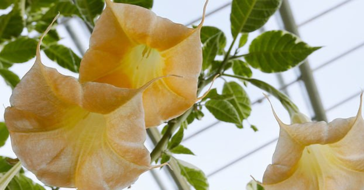 Three children poisoned after eating datura in Şanlıurfa