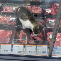Kasap reyonunda dolaba girdi! Ciğer yerine kuzu pirzola!