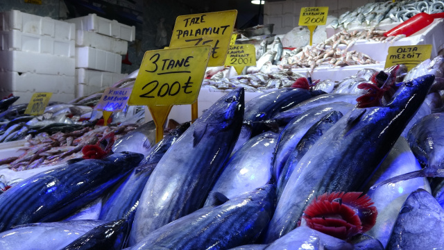 Karadeniz'de palamut alarmı