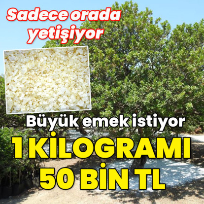 Sadece orada yetişiyor... Büyük emek istiyor bir kilosu 50 bin TL!