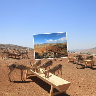 Dağ ceylanının alanına tarla açtı kâbusu yaşadı