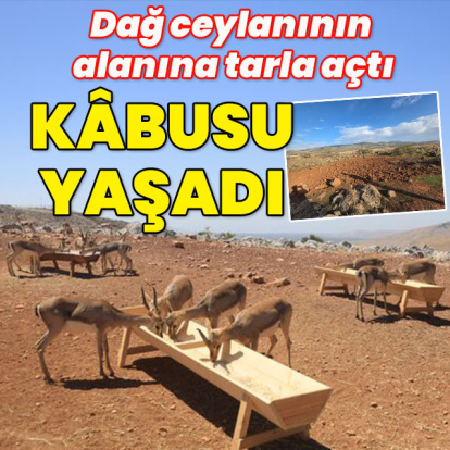 Dağ ceylanının alanına tarla açtı kâbusu yaşadı