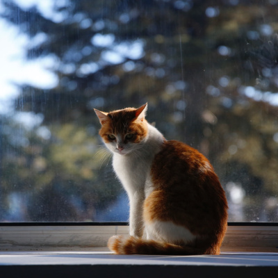 Kedi tüyü kavgası! 2 yaralı