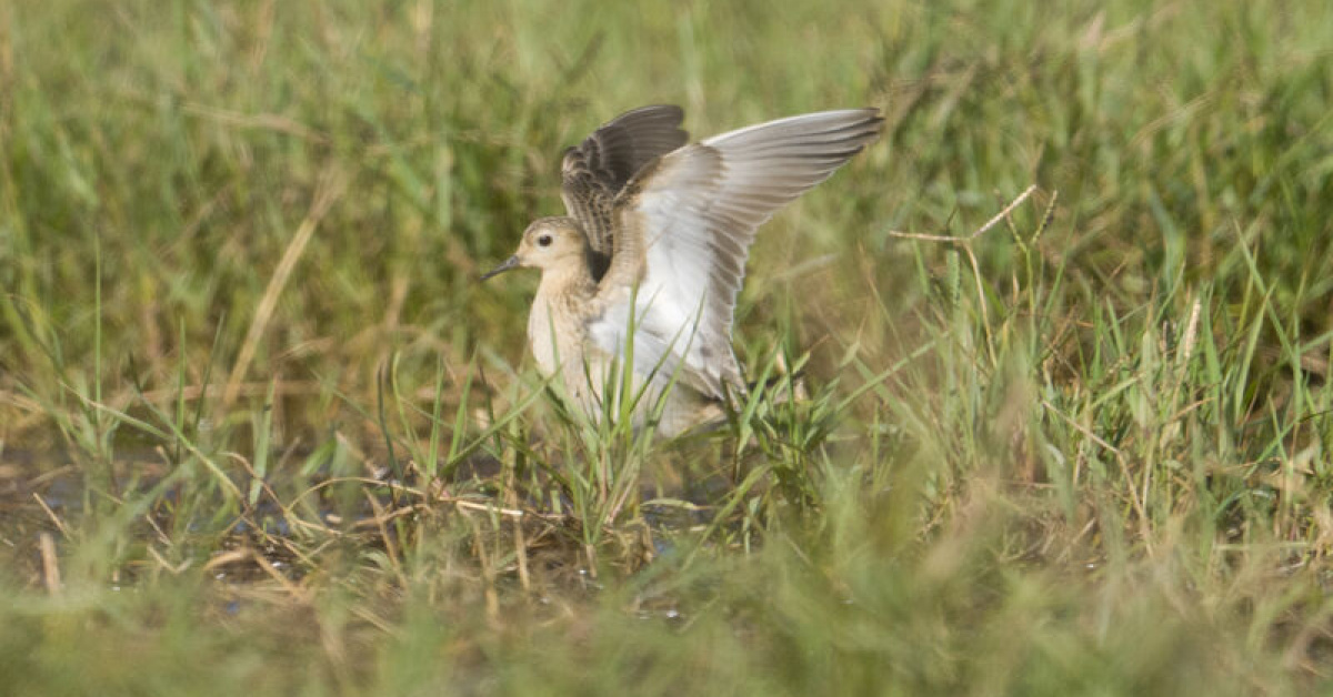 North American bird recorded in Türkiye for the first time