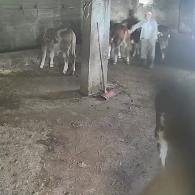 Sevmek istediği inek acımadı