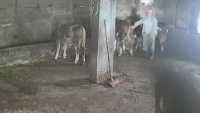 SON DAKİKA HABERİ: Sevmek istediği inek acımadı | Amasya haberleri | Son dakika haberleri