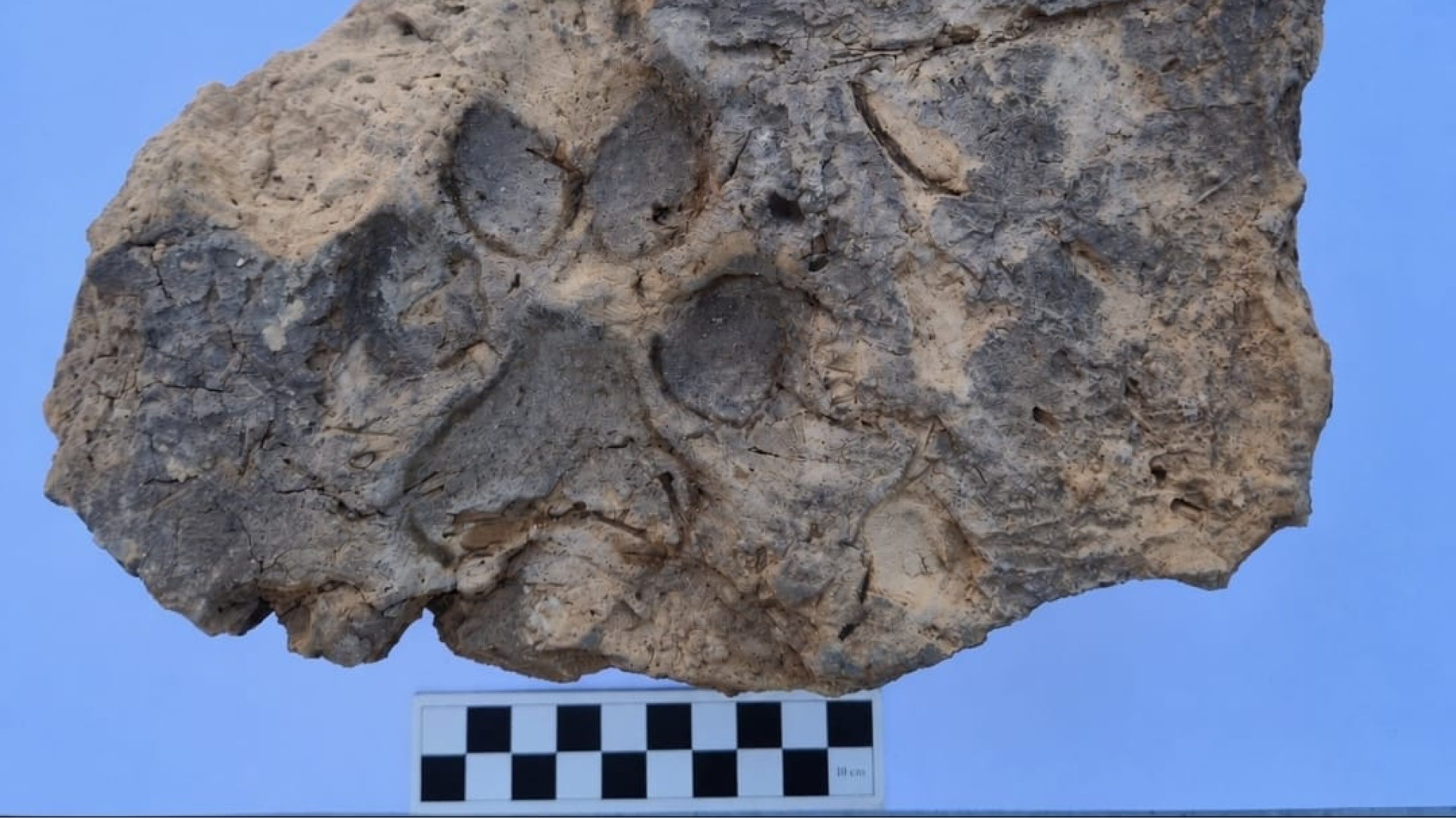 Tavşanlı Höyük'te 4 bin yıllık pati izi bulundu