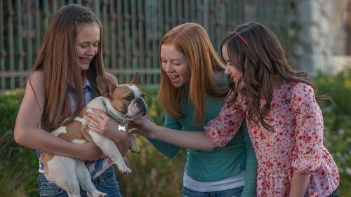Biraz Köpek Gerek