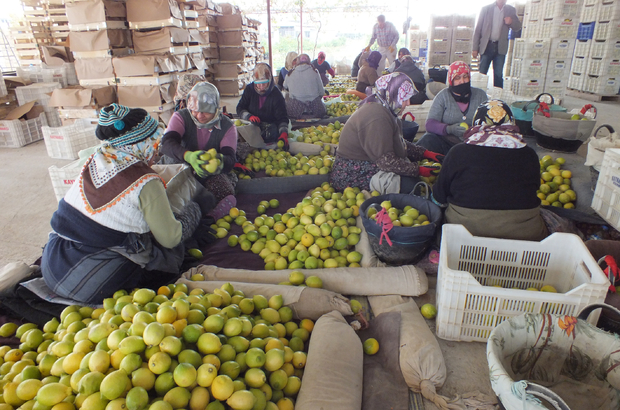 mersin de ureticilerde yatak limon telasi mersin haberleri