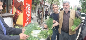 Sirik otu piyasaya çıktı