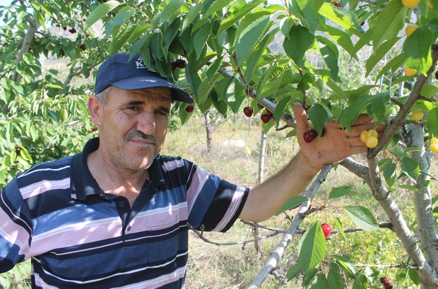 Bir Dalda Iki Kiraz Biri Al Biri Beyaz Konya Nin Hadim Ilcesinin Bazi Kesimlerinde Kiraz Hasadi
