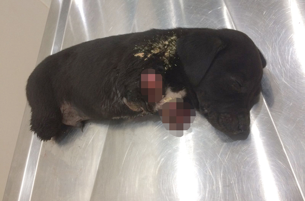 Sakaryada bu kez de 5 yavru köpek ölü bulundu Sakaryada bu kez de 5 yavru köpek ölü bulundu