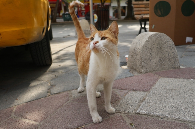 Mirmir I Goren Kopekler Yolunu Degistiriyor Adana Da Bir Taksicinin Besledigi Sokak Kedisi Bolgesinden Gecen Kopeklere Saldirarak Onlari Uzaklastiriyor Sokak Kopekleri Artik Mirmir In Oldugu Caddeyi Kullanmamaya Basladi Adana Haberleri
