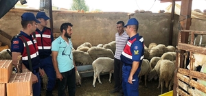 Çalınan koyunlar çalıntı çıktı
Hırsızlarla işbirliği yapan çobanın koyunları çalındı