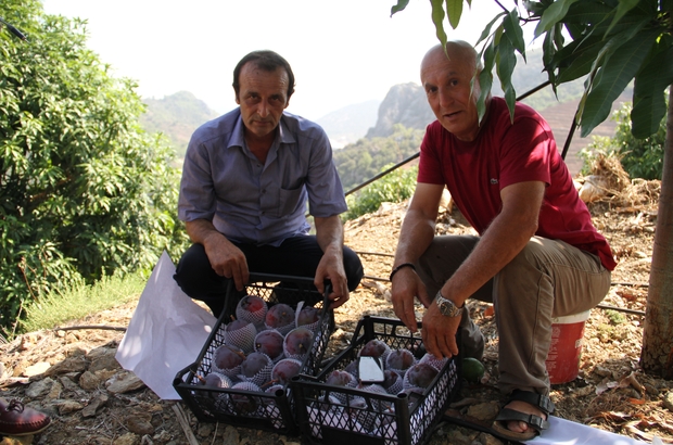 Alanya Da Mango Hasadi Basladi Alanyali Ciftciler Tropik Meyvelere Yoneldi Antalya Haberleri