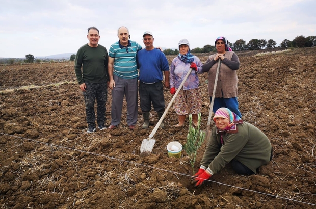 Gonen De Zeytinler Dikiliyor Yuzler Guluyor Gonen De 100 Hektar Zeytin Fidani Ile Bulustu Balikesir Haberleri
