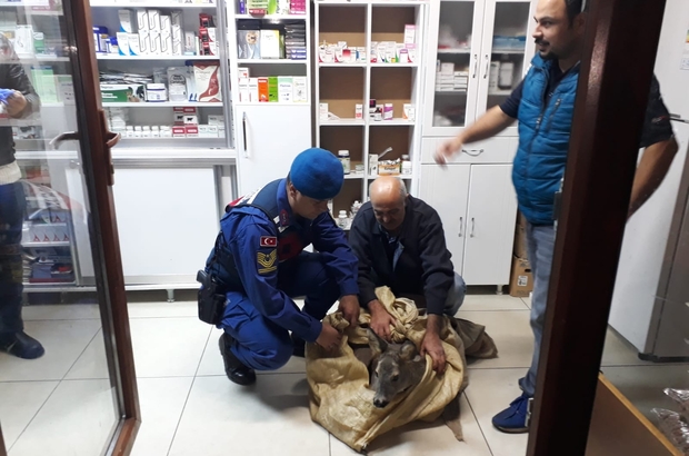 Yarali Karaca Yavrusuna Jandarmadan Sefkat Eli Artvin Haberleri