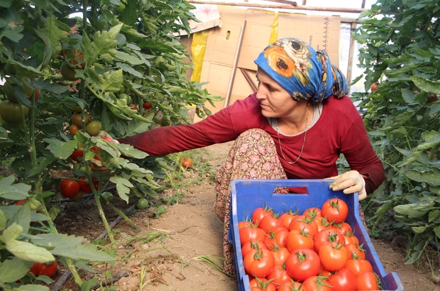 Antalya Da Yilbasi Oncesi Artan Urun Fiyatlari Ureticiyi Sevindirdi Yurt Disindan Gelen Fazla Talep Urun Fiyatlarini Yuzde 100 200 Arasi Arttirdi Irak Piyasasinin Daralmasi Ile Dusen Domates Yeniden Yuz Guldurdu Antalya Haberleri