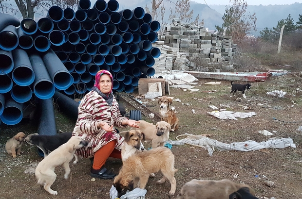 Tosya Hayvan Barinaginda Sokak Kopekleri Olume Terk Edildi Kastamonu Haberleri