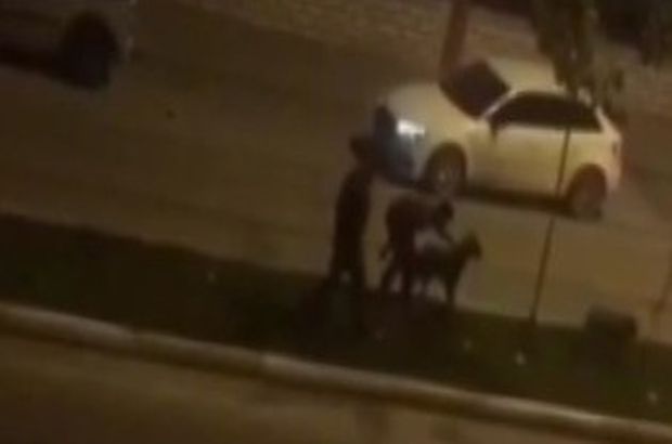 Batman Haberleri: Köpeklere işkenceden yakalandı, cinayet zanlısı çıktı Batman Haberleri: Köpeklere işkenceden yakalandı, cinayet zanlısı çıktı