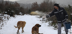 Üşüyen patilere mama desteği