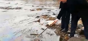 Kızılırmak'ta balık ölümü
Durumu avcılar fark etti