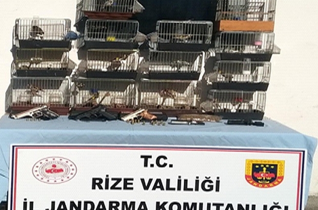 Rize Haberleri: Rizede su kuşları sayımı yapıldı Rize Haberleri: Rizede su kuşları sayımı yapıldı
