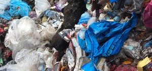 Çöplükte kulakları kesik çok sayıda ölü köpek bulundu
ISHAYKO Derneği Başkanı Aynur Gül Asem:
"Maalesef burada kulağında küpe bulunan köpeklerin küpeleri kesilmiş ve buraya atılmış"
"Bazılarının küpesini bırakın, kulağı da kesilmiş"