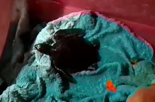 Zifte bulanan yavru deniz kaplumbağası tedavi altına alındı