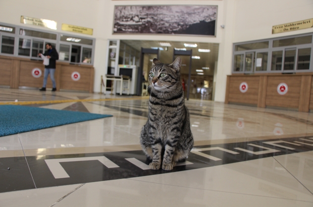 Adalet SarayÄ± â€˜Adaletâ€™in yuvasÄ± oldu
â€˜Kedi Adaletâ€™in sarayÄ±
Adalete sÄ±ÄŸÄ±nan kedi