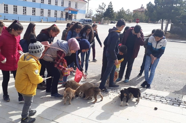 Konya Icinde Kopek Gezdirme Letgo