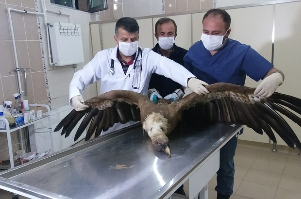 YaralÄ± akbaba tedavi altÄ±na alÄ±ndÄ±