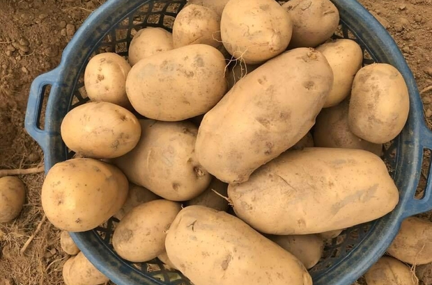 patateste maliyetlerin yuzde 200 artmasi ekim alanlarini vurdu fiyati yukseltti dinlenmez tarla fiyati 2 5 liranin altina inmez inerse uretici zarar eder abaci dayanma gucu olan patates ekebildi izmir haberleri