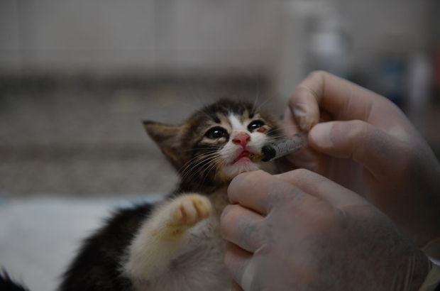 Bursa Da Kedilere Ozel Hastane Kedi Tedavi Unitesi Can Dostlara Sifa Dagitiyor Bursa Haberleri