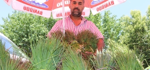 Siirt'te peynir yapımında kullanılan 'Sirik' otu piyasaya çıktı