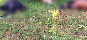 Yıldırım düştü, 4 büyükbaş hayvan telef oldu