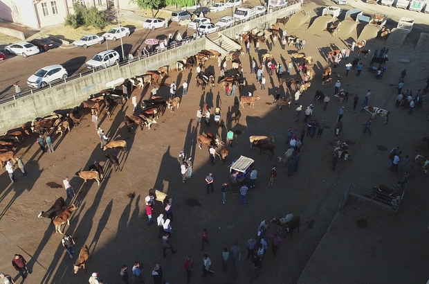 diyarbakir da kurbanlik hareketliligi basladi sabahin erken saatlerinde canli hayvan borsasi na gelen alici ve saticilar kurbanliklar icin koyu pazarliga giristi buyukbas hayvanlarin fiyati 20 bin liraya kadar cikarken kucukbas hayvanlar bin 500 liraya