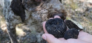 Yozgat'ta av köpekleri ile kilosu 3 bin 500 Euro olan trüf mantarı bulundu