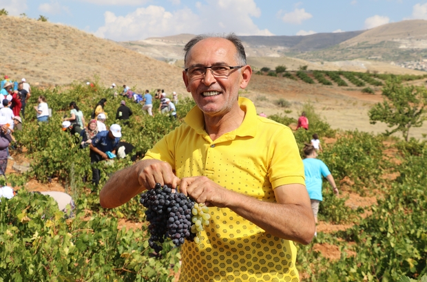 Urgup Te Bag Bozumu Festivali Devam Ediyor Yerli Ve Yabanci Turistler Ulasli Koyundeki Bag Bozumuna Katildi Nevsehir Haberleri