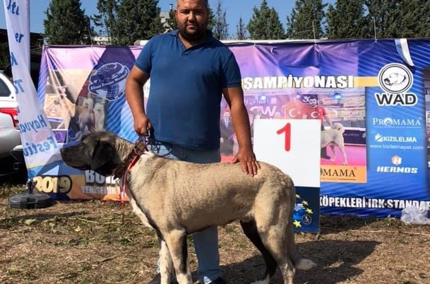 Kangal Malakli Boz Irki Kopegi Turkiye Ikincisi Oldu Bilecik Haberleri