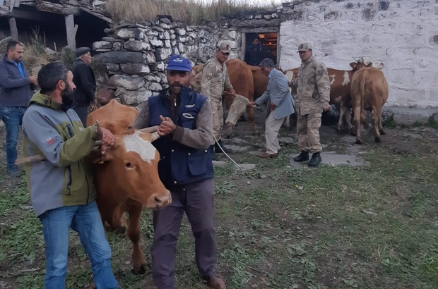 kars ta calinan hayvanlar ardahan da bulundu kars haberleri