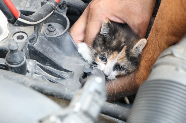 Otomobilde Kedi Kurtarma Operasyonu Adana Haberleri