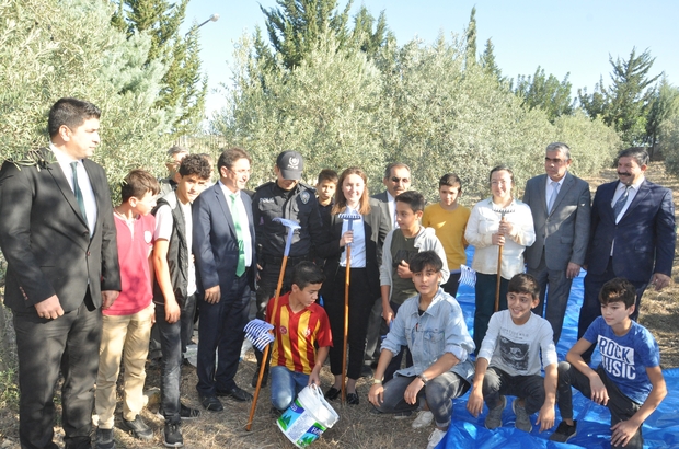 Okul Bahcesinde Zeytin Hasadi Osmaniye Nin Sumbas Ilcesindeki Binali Yildirim Yatili Bolge Ortaokulu Bahcesine 10 Yil Once Ogrenciler Tarafindan Dikilen Zeytinler Hasat Edildi Elde Edilecek 400 450 Litre Zeytinyagi Yatili Ogrenciler Tarafindan
